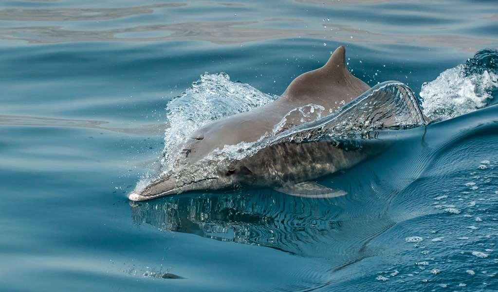 Atana Musandam 4*